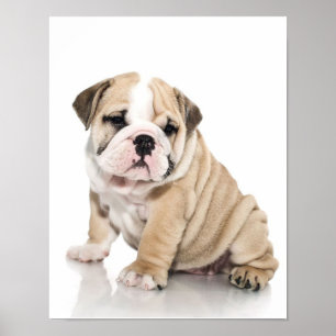 Poster Mignonne Chien-taupe Chien Triste