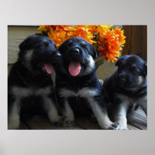 Poster Mignonne Chienne Allemande