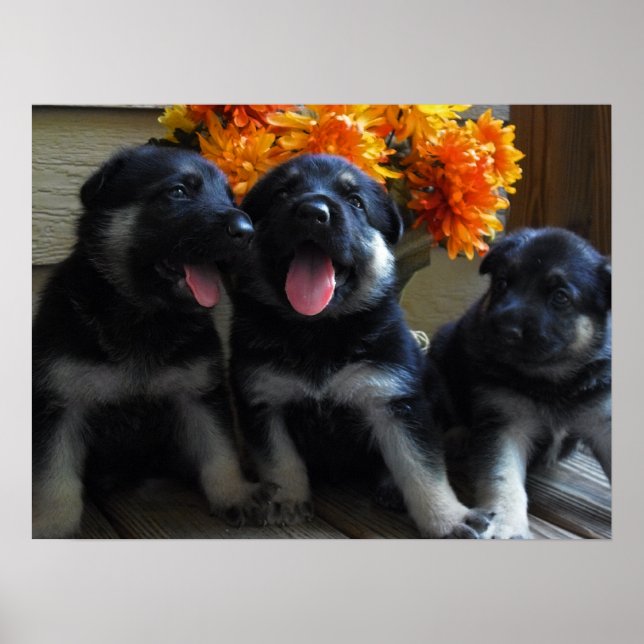Poster Mignonne Chienne Allemande (Devant)