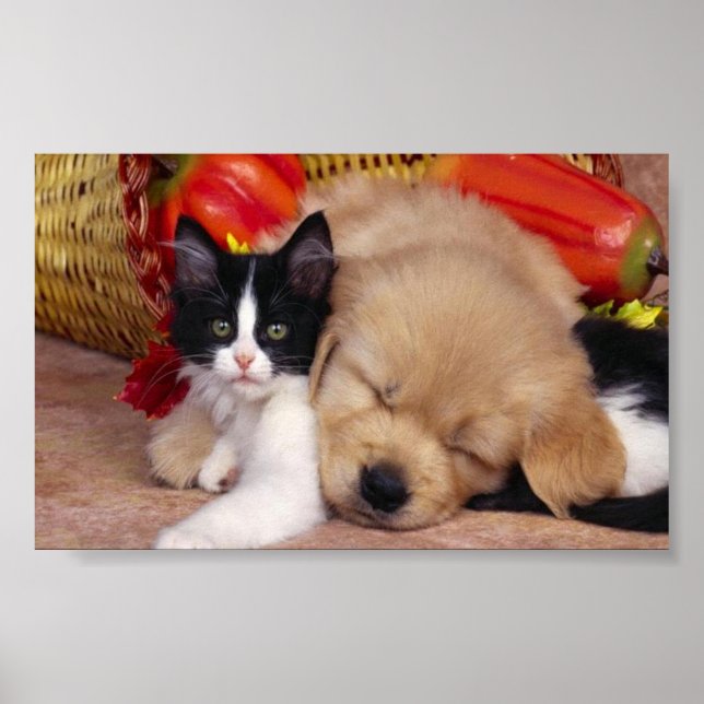 Poster Mignons animaux à câlins (Devant)