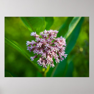 Poster Milkweed —