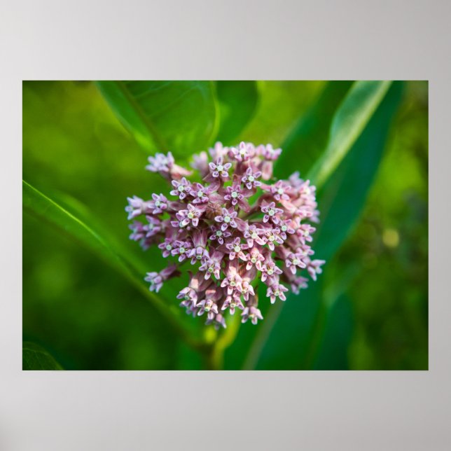 Poster Milkweed — (Devant)