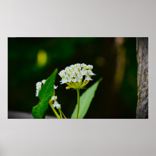 Poster Milkweed