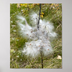 Poster Milkweed Papillon