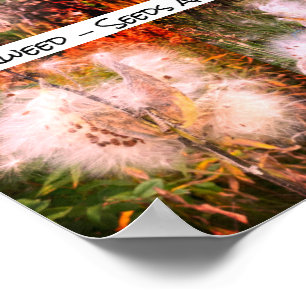 Poster Milkweed   Sangria