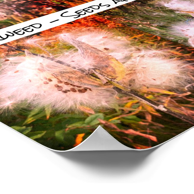 Poster Milkweed | Sangria (Coin)