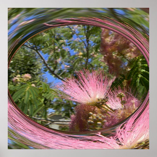 Poster Mimosa... (Devant)