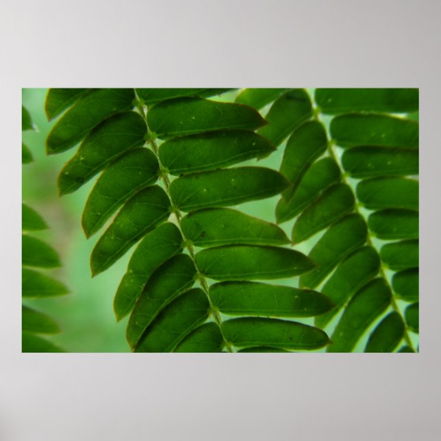 Poster Mimosa Secrets (Devant)