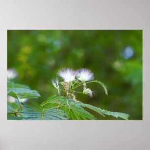 Poster Mimosa Tree Flowers