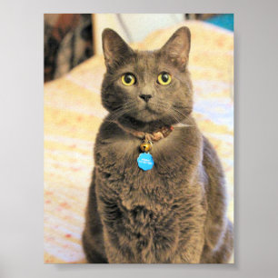 Poster Mims