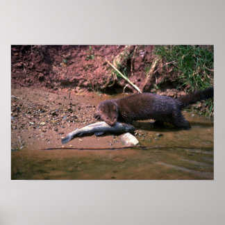 Poster Mince avec petit poisson