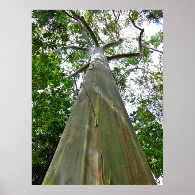 Poster Mindanao Gum Tree (Devant)