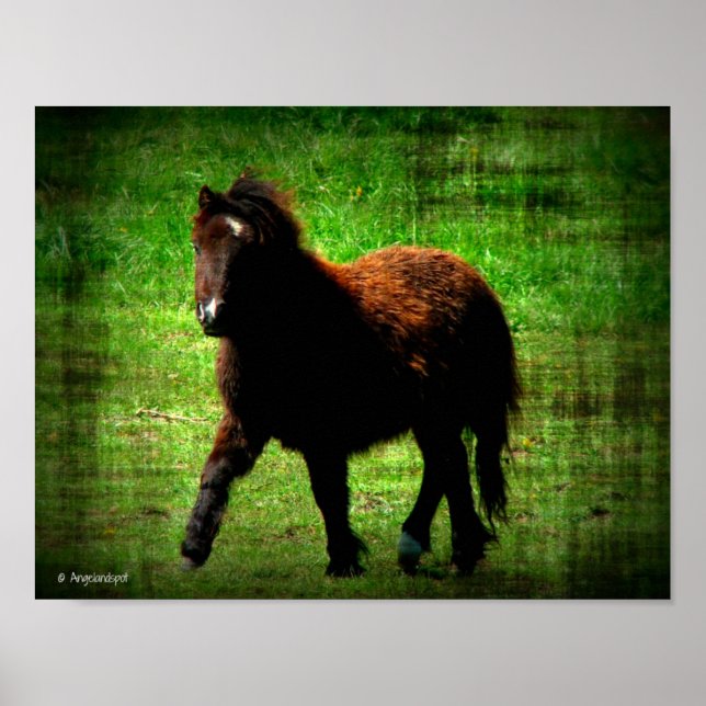 Poster Mini Filly (Devant)