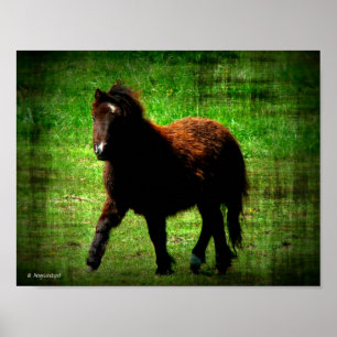 Poster Mini Filly