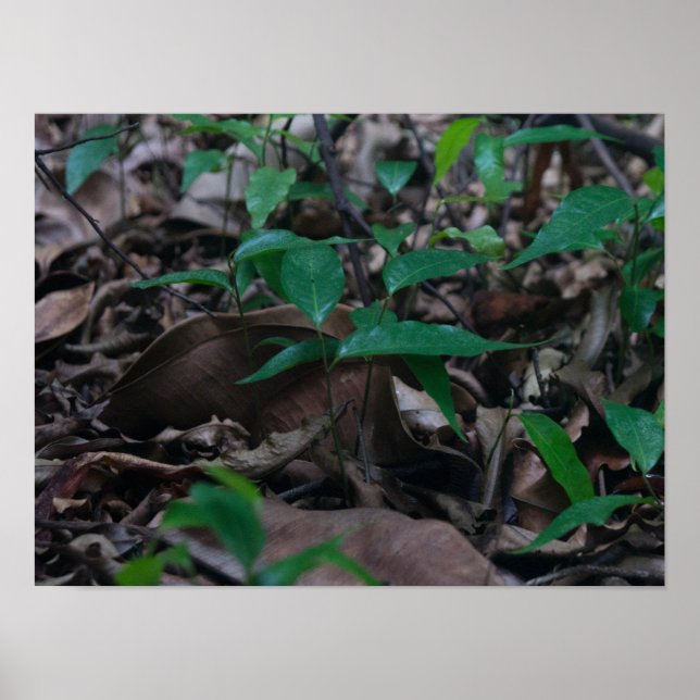 Poster Mini Forêt (Devant)