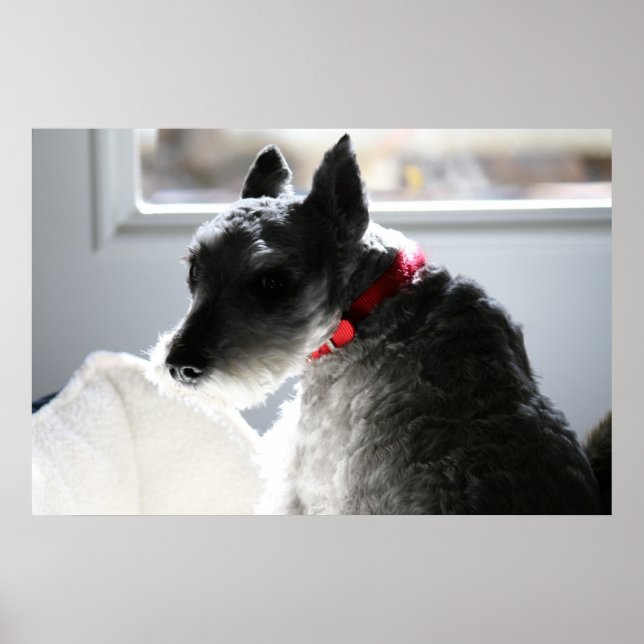 Poster Mini Schnauzer (Devant)
