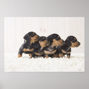 Poster Mini teckel quatre