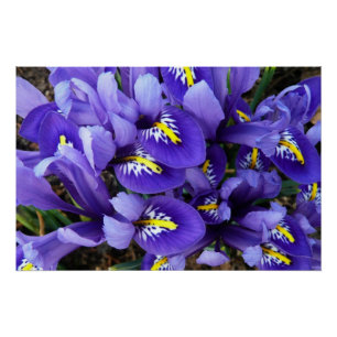 Poster Miniature Bleu Irises Printemps Floral