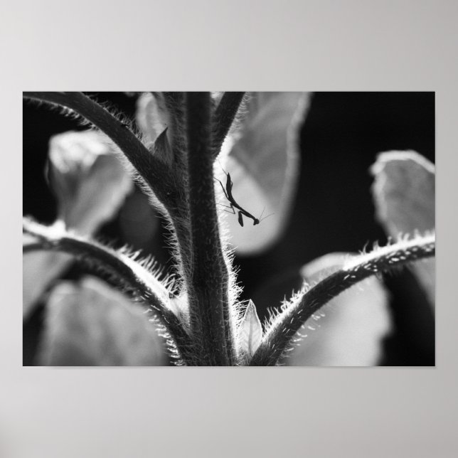 Poster Miniature Mantis (Devant)