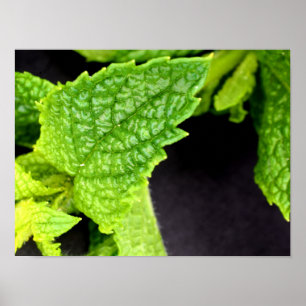 Poster Mint Leaf