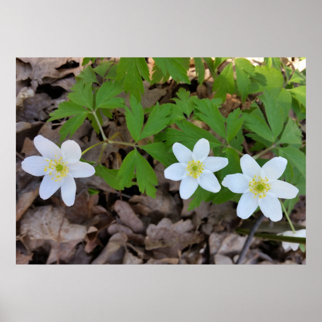 Poster minuscule fleurs blanches (Devant)