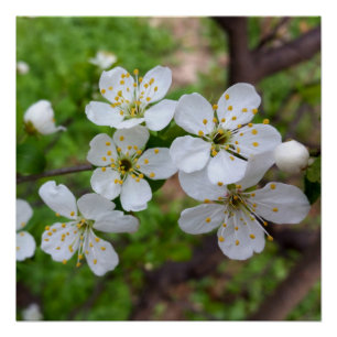 Poster minuscule fleurs blanches