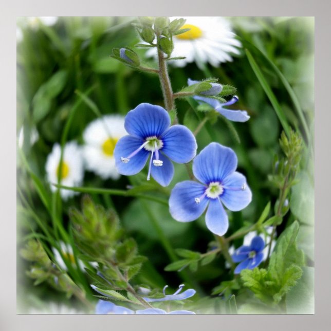 Poster minuscules fleurs bleues (Devant)