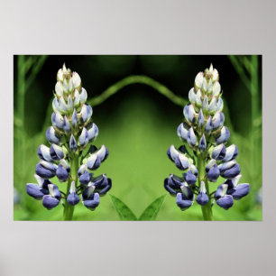 Poster Miroir à fleurs de lupine violet sauvage Abstrait