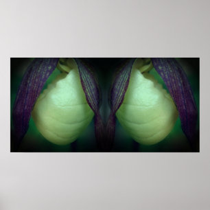 Poster Miroir Abstrait de fleurs de chèvre blanche