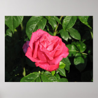 Poster Miss All-American Beauty Hybrid Tea Rose 097