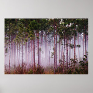 Poster Mist among pine trees at sunrise, Everglades