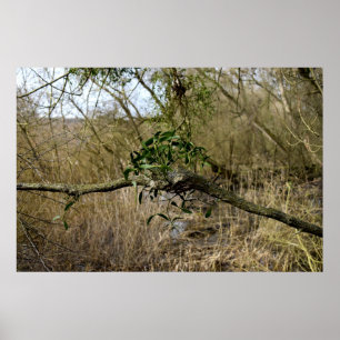 Poster Mistletoe