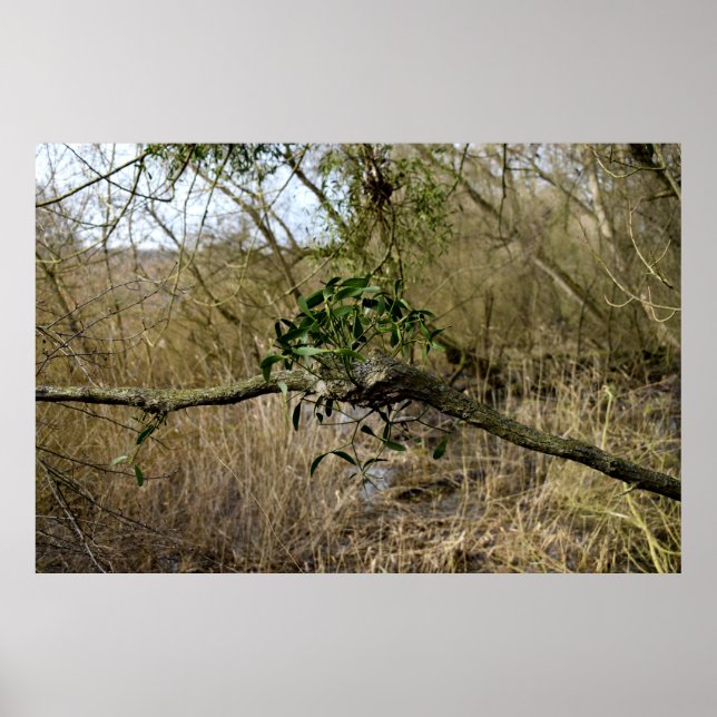 Poster Mistletoe (Devant)