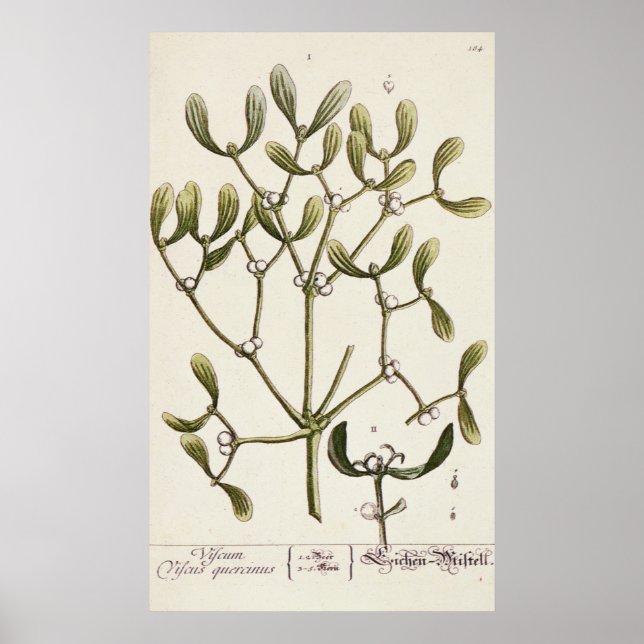 Poster Mistletoe de 'A Curious Herbal', 1782 (Devant)