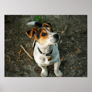 Poster Misty in Woods