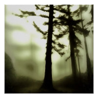 Misty Morning Monotone Forest Paysage