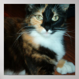 Poster Mlle. Kitty