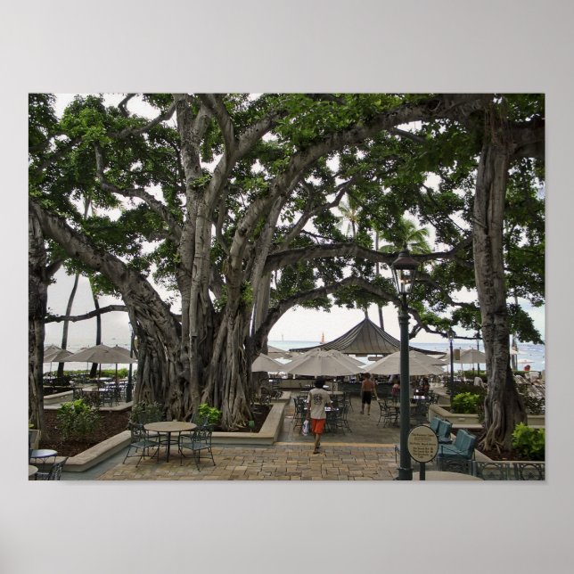 Poster Moana Surfrider Banyan Court - Waikiki Beach (Devant)