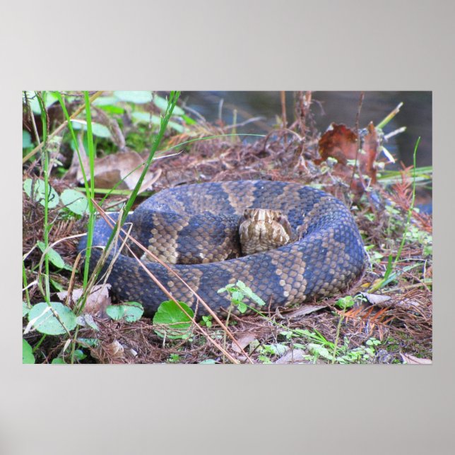 Poster Moccasin d'eau de Cottonmouth (Devant)