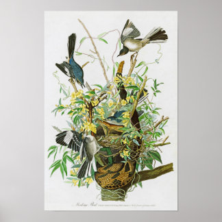Poster Mocking Bird John James Audubon Birds of America