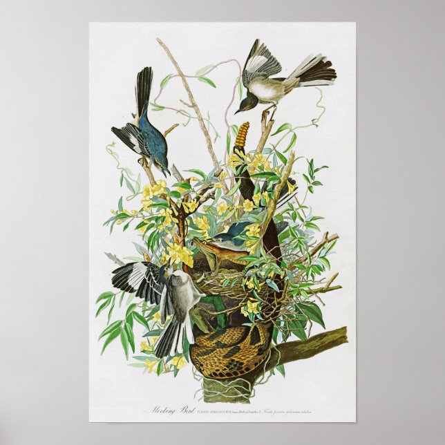 Poster Mocking Bird John James Audubon Birds of America (Devant)