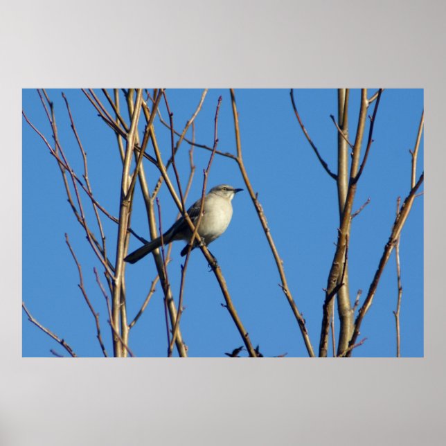 Poster Mockingbird II (Devant)