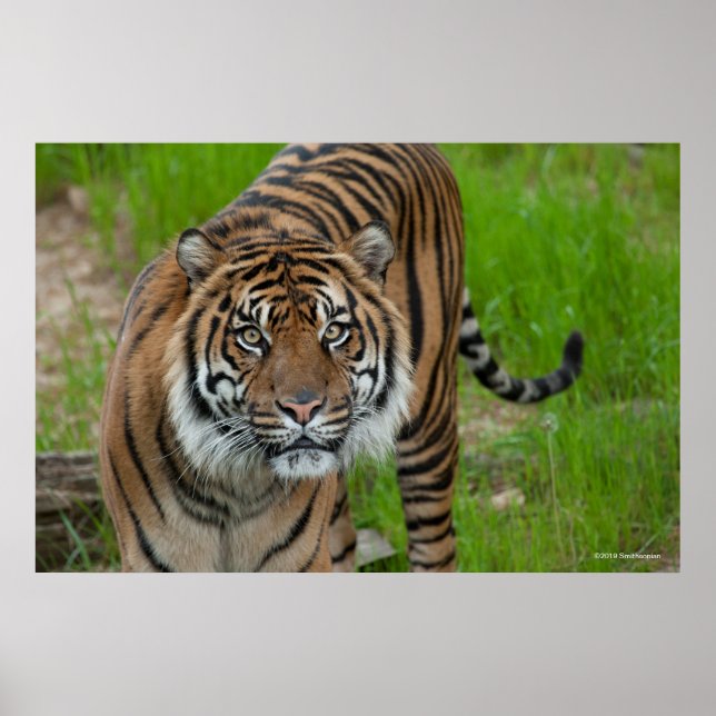 Poster modèle (Devant)