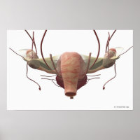 Modèle 3d du système reproducteur féminin