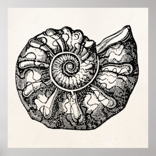 Poster Modèle de coquille fossile vintage Ammonite Seashe