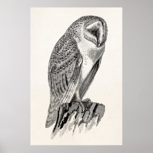 Poster Modèle de l'illustration d'oiseaux de Chouette vin