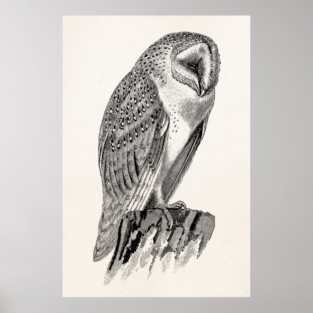Poster Modèle de l'illustration d'oiseaux de Chouette vin (Devant)