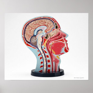 Poster Modèle de section tête