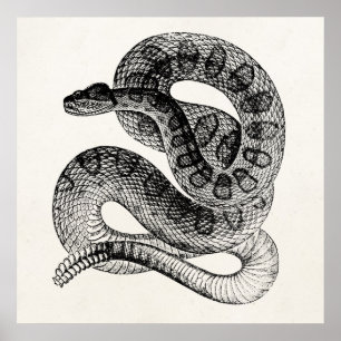 Poster Modèle de serpent de dressage vintage