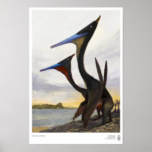 Poster Moganopterus à la plage